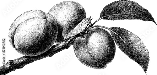 Engraved apricot branch illustration for botanical art and design projects
