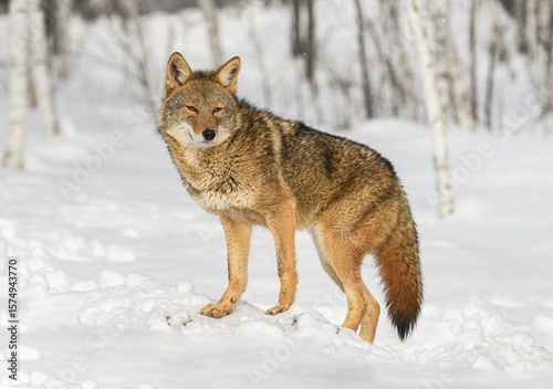 Coyote (Canis latrans) Stands on Small Mound Looking Out Winter