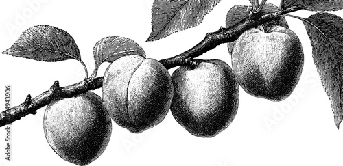 Engraved apricot branch in halftone style for botanical design