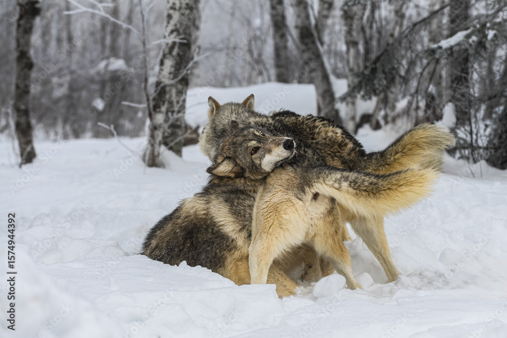 Fototapeta premium Grey Wolves (Canis lupus) Pile Together Winter