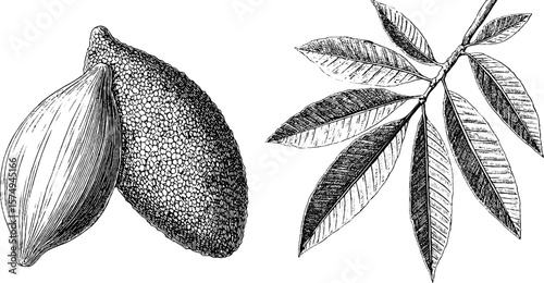 Engraved botanical illustration of breadfruit and leaves set for artistic design