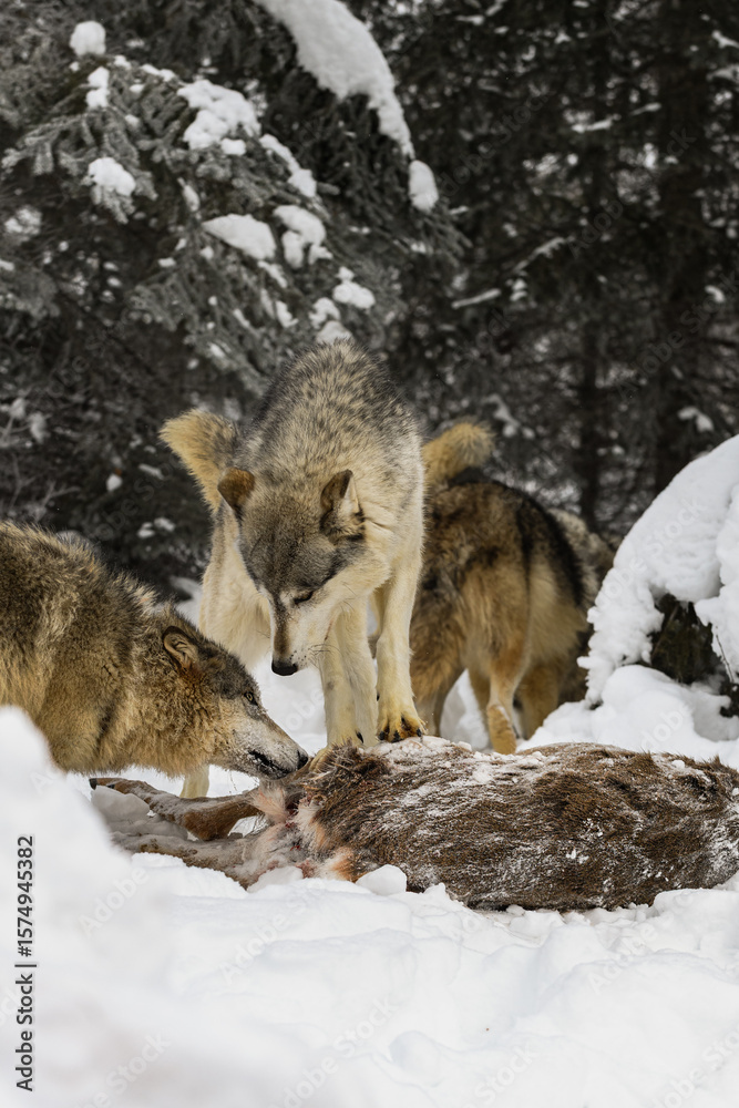 Obraz premium Grey Wolf (Canis lupus) Looks Down at Packmate Sniffing White-Tail Deer Carcass Winter