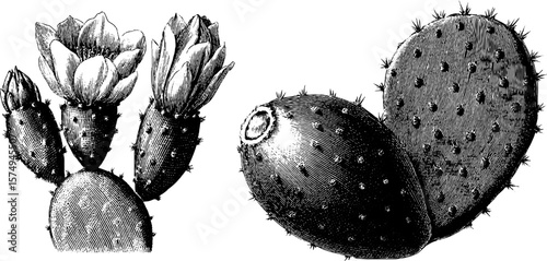 Engraved cactus pear and flower illustration set for botanical print design