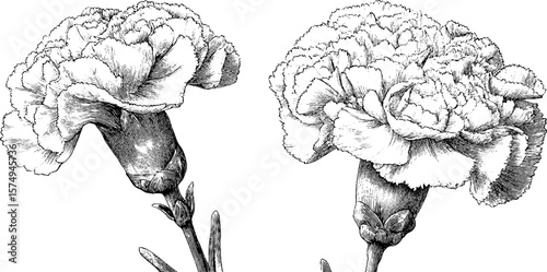 Vintage carnation blooms engraving for art and design