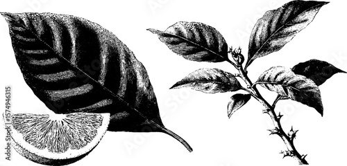 Engraved botanical illustration of citrus tree with leaves and slice for artistic design