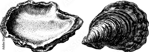 Detailed clam shell and hinge engraving for design and art projects