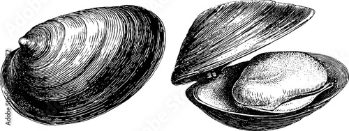 Engraved clam shell and hinge illustration set for nautical and marine design