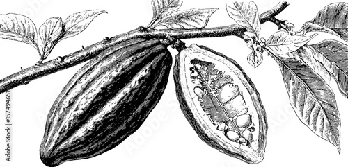 Engraved cocoa pod and cut interior for design and print projects