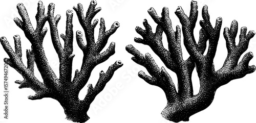 Engraved coral fragments illustration for marine themed design