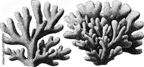 Engraved coral fragments art set for marine design and decoration