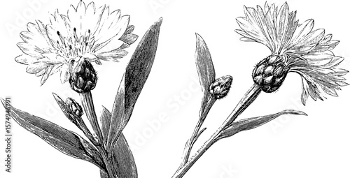 Vintage engraved cornflower bloom set for botanical art and design