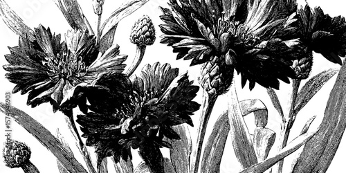 Detailed engraved cornflower bloom floral art for botanical decor and design
