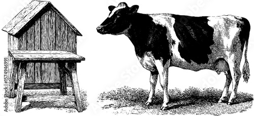 Vintage engraved illustration of cow and milkmaid scene for rustic design