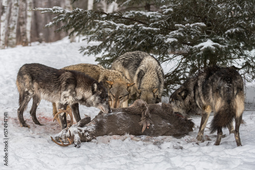 Grey Wolves (Canis lupus) Eye Each Other Around Deer Carcass Winter