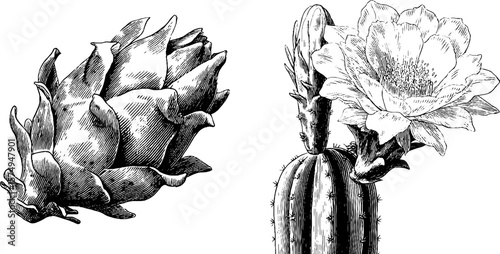 Engraved botanical art of dragon fruit and cactus blooms for design and inspiration