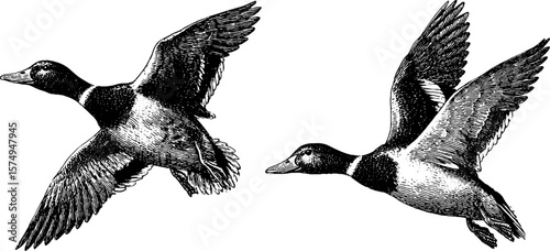 Engraved duck illustration: detailed avian art set for design projects
