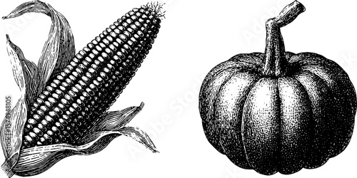 Vintage botanical engraving of corn and pumpkin for autumn decorations
