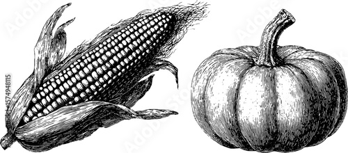 Vintage botanical engravings of corn and pumpkin for autumn decor