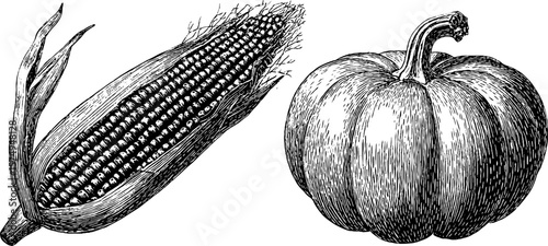 Engraved botanical illustration of ear of corn and pumpkin