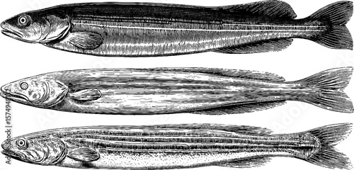 Engraved eel illustration set featuring body curl and fins for design and print