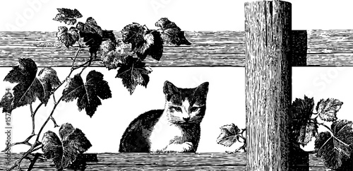 Enchanted garden: cat resting on fence with vines in engraved style