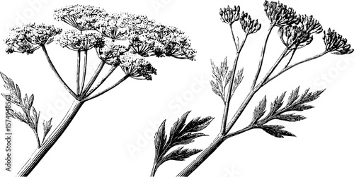 Vintage botanical engraving of fennel and plume: nature-inspired design for art and decor