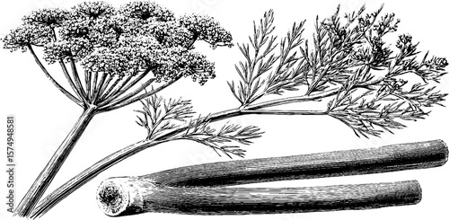 Engraved botanical illustration of fennel and plume for natural design projects