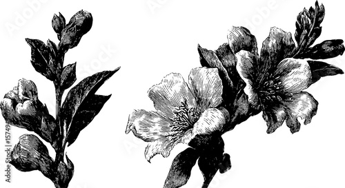 Engraved foxglove and tower scene for vintage floral art design