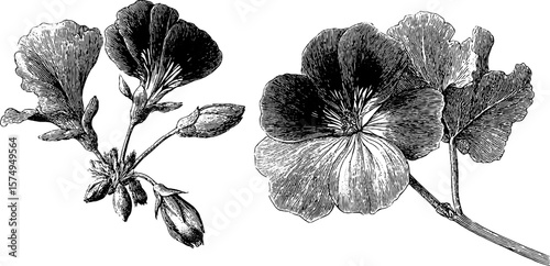 Engraved botanical art of geranium clusters for creative design