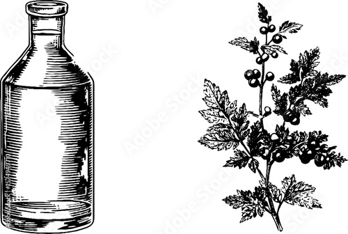 Retro engraved art of gin bottle and juniper branch for vintage design projects