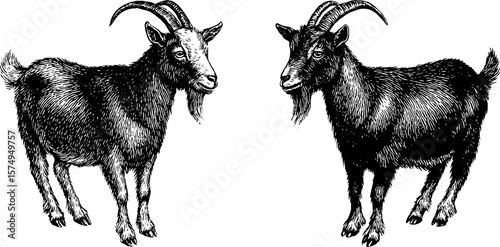 Engraved goat illustrations with beards for artistic design and decor