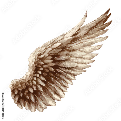 feather isolated on white background