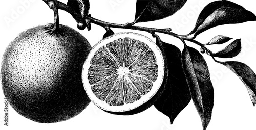 Engraved grapefruit segment art - botanical fruit study for design