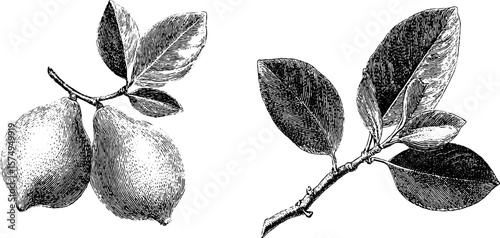 Vintage engraved guava leaves and fruit art for botanical design projects