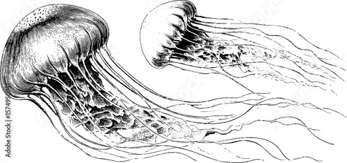 Engraved jellyfish illustrations: detailed marine life art for creative design