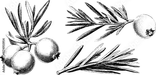 Vintage engraved juniper berry cluster botanical art for print or poster