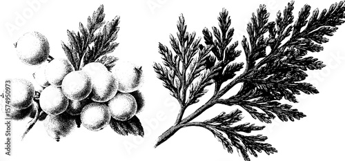 Vintage engraved juniper berry cluster botanical design for print and poster