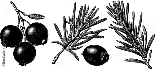 Engraved juniper berry cluster and foliage illustration for botanical art