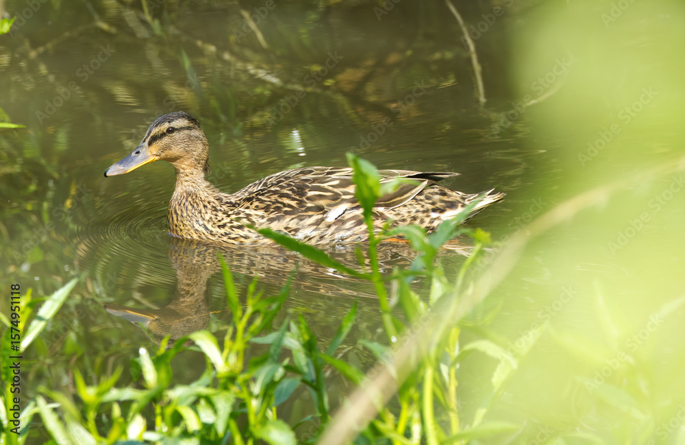 Fototapeta premium female mallard swimming in pond, brown duck swimming between grasses and bushes, duck between leaves of bushes, mallard reflection