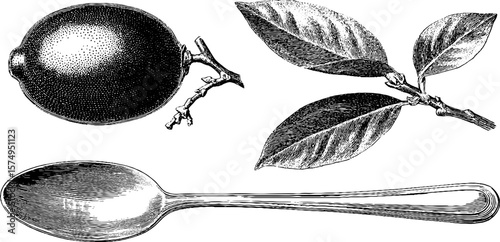 Vintage engraving of kumquat branch with fruit and spoon for botanical art and culinary design