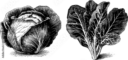 Vintage engraved lettuce and cabbage set for culinary and botanical art