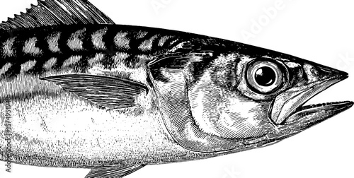 Engraved illustration of mackerel head and stripes - vintage marine art for print and design