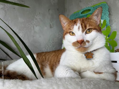 A ginger and white cat sitting in a bed with paws tucked, looking at the camera.