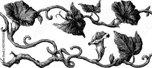 Vintage engraving of morning glory vine for botanical art and design