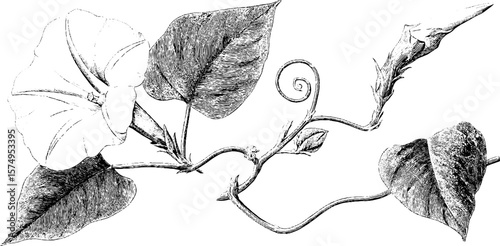 Vintage botanical engraving of morning glory vine for art and design