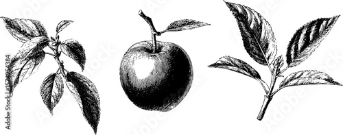 Engraved nectarine and leaf illustrations for botanical design projects