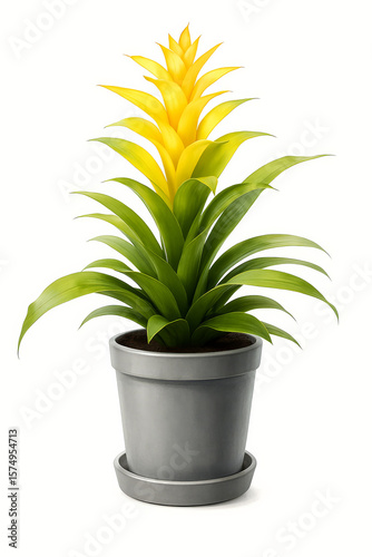 Guzmania plant isolated on white background in a gray pot