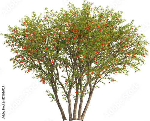 Side view of Pomegranate Tree - Punica Granatum