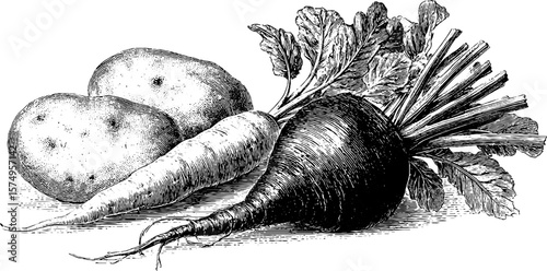 Engraved illustration of vegetables. Vintage art print with potatoes and carrots in classic design.