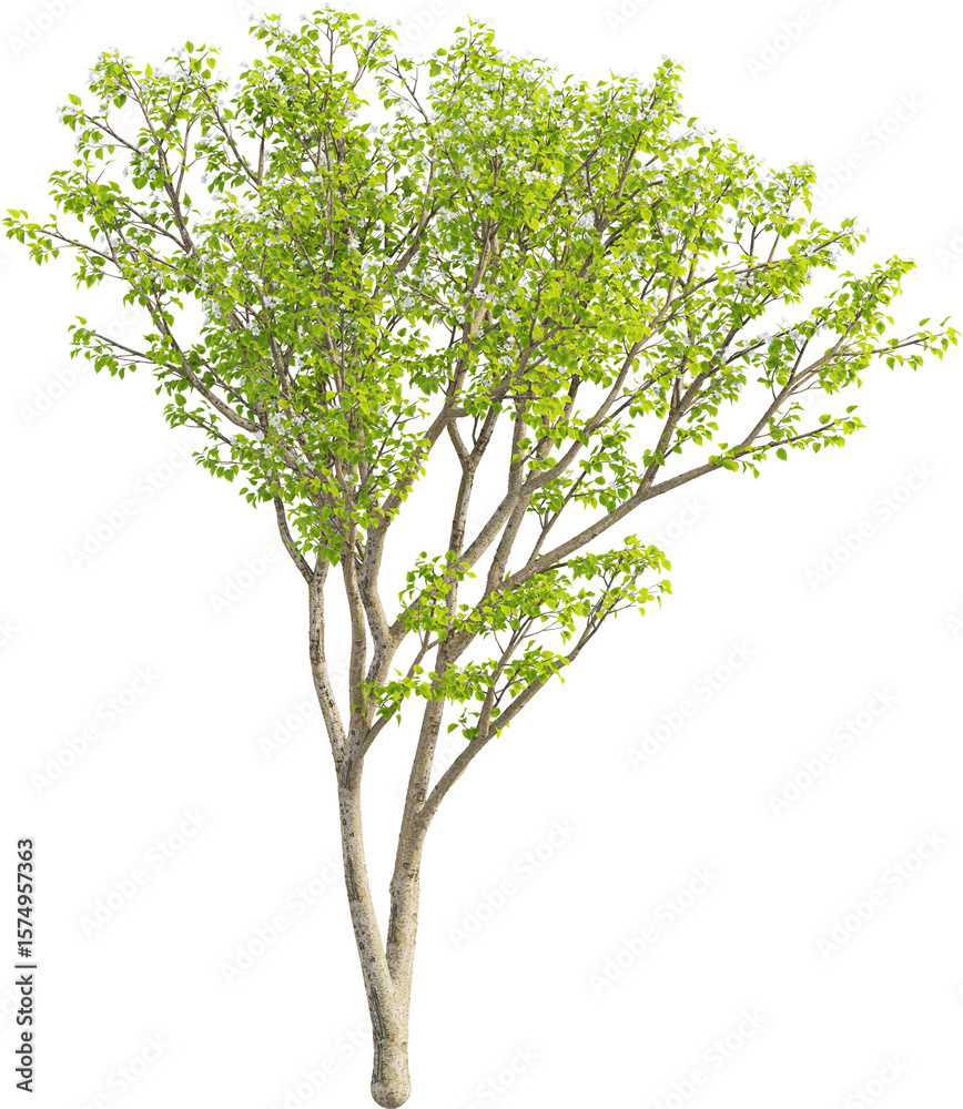 Obraz premium Side view of Pear Tree - Pyrus Cordata